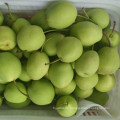 Fresh Shandong Pear Nuevo Crop Color Verde